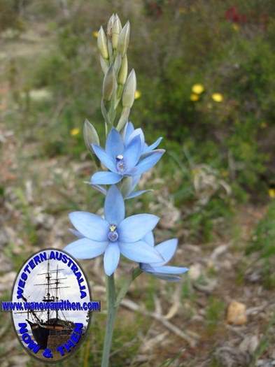 Thelymitra-crinita-.JPG