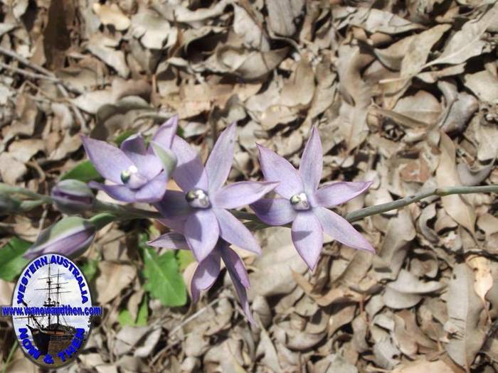 Thelymitra-crinita-Blue-lady-orchid-002.JPG