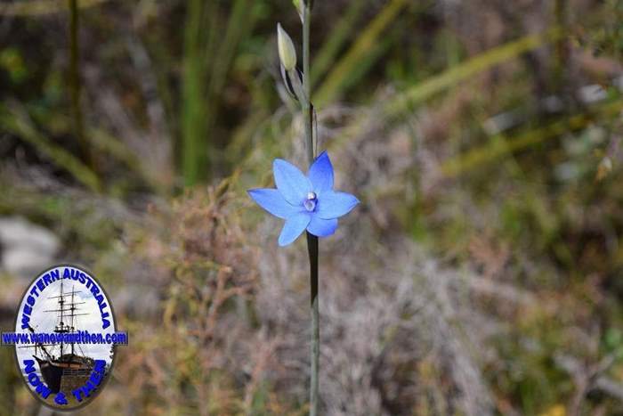 Thelymitra-crinita-Blue-lady-orchidOct-2017-0001.JPG