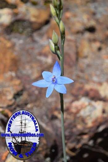 Thelymitra-crinita-Blue-lady-orchidOct-2017-0004.JPG