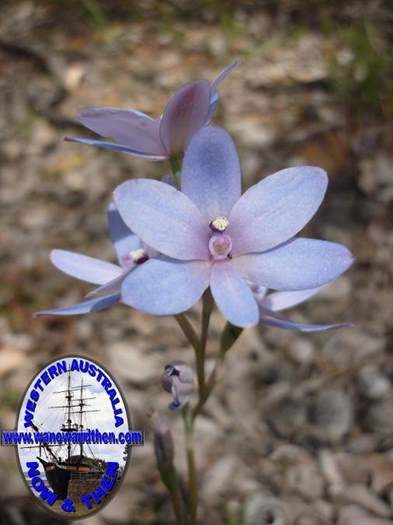 Thelymitra-crinita-Lily-Orchid-009.JPG