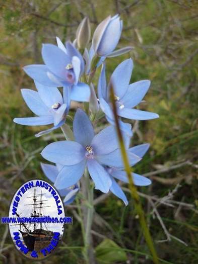 Thelymitra-crinita-Lily-Orchid.JPG