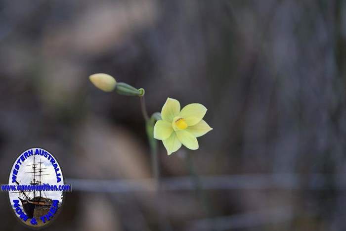 Thelymitra-flexuosa-twisted-sun-orchid-3-0003.JPG