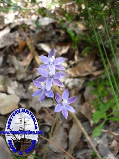 Thelymitra-graminea-Sun-orchid-002.JPG