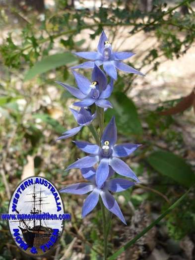 Thelymitra-graminea-Sun-orchid-003.JPG