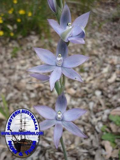 Thelymitra-graminea-Sun-orchid-004.JPG