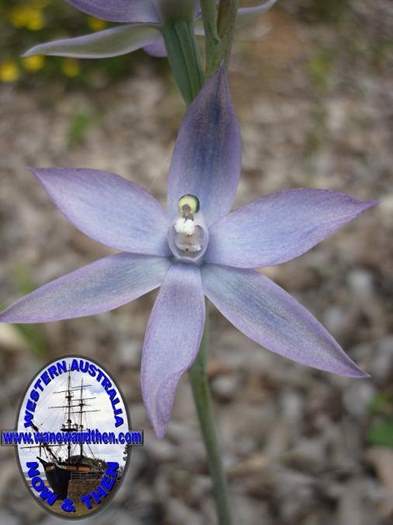 Thelymitra-graminea-Sun-orchid-005.JPG