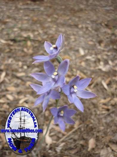 Thelymitra-graminea-Sun-orchid-006.JPG