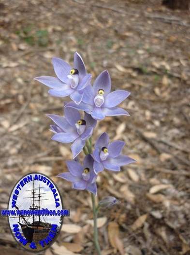 Thelymitra-graminea-Sun-orchid-007.JPG