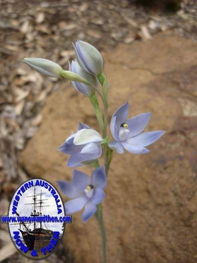 Thelymitra-graminea-Sun-orchid-008.JPG