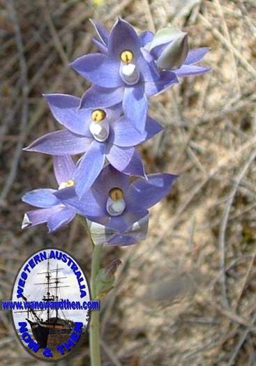 Thelymitra-graminea-Sun-orchid-009.jpg