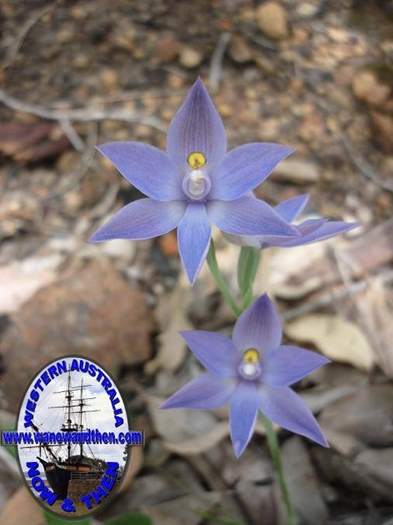 Thelymitra-graminea-Sun-orchid.JPG