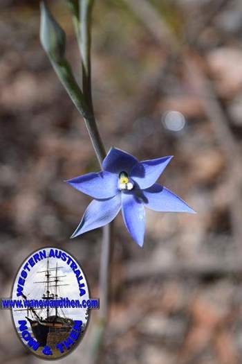 Thelymitra-macrophylla-Scented-sun-orchid--Blue-lady-orchid-Oct-2017-0001.JPG