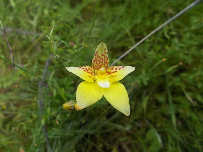 caladenia-cowslip-orchid-01.JPG