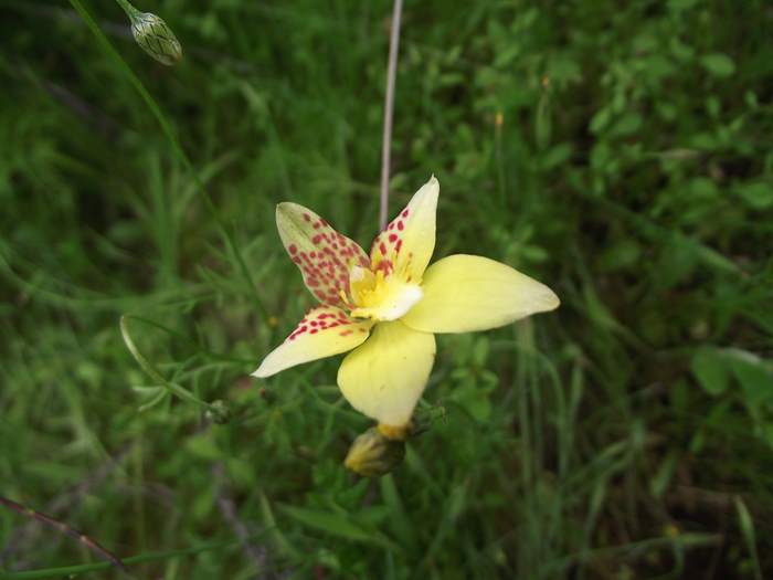 caladenia-cowslip-orchid-03.JPG