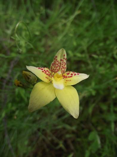 caladenia-cowslip-orchid-07.JPG