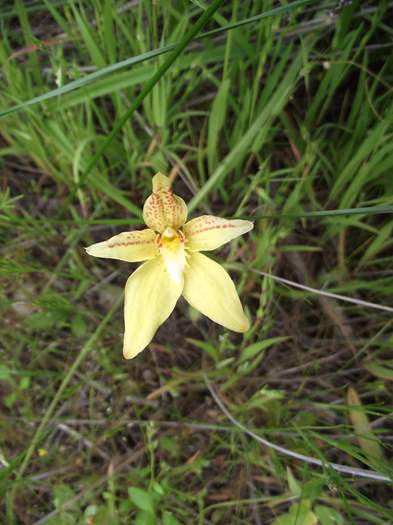 caladenia-cowslip-orchid-08.JPG