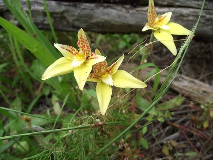 caladenia-cowslip-orchid-11.JPG