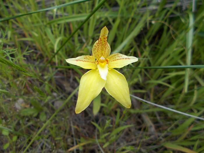 caladenia-cowslip-orchid-12.JPG