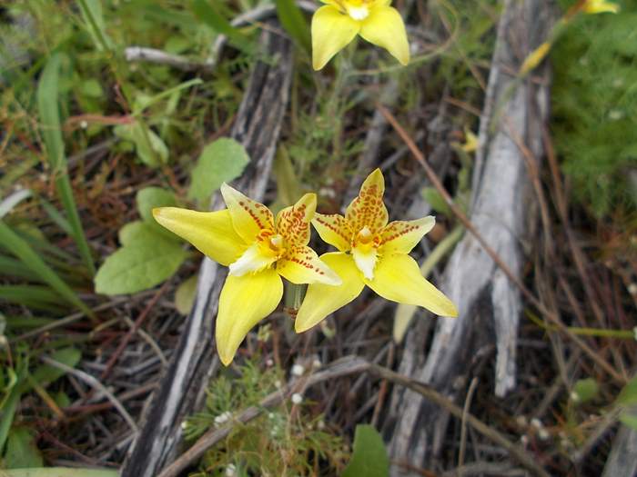 caladenia-cowslip-orchid-14.JPG