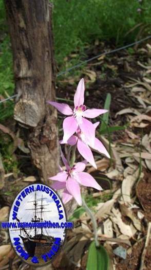 caladenia-latifolia-Pink-fairy-orchid-003-001.JPG