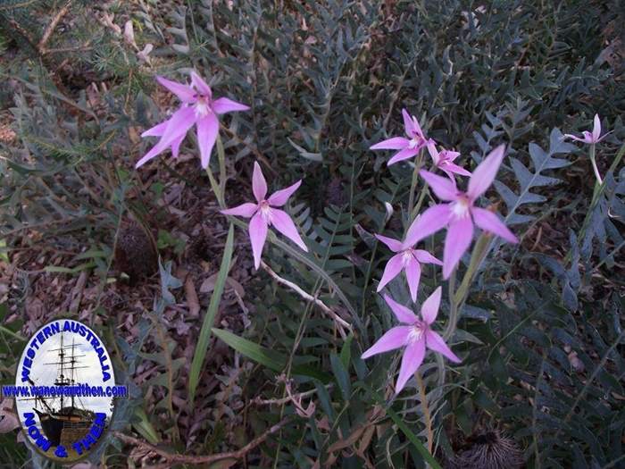 caladenia-latifolia-Pink-fairy-orchid-003-002.JPG