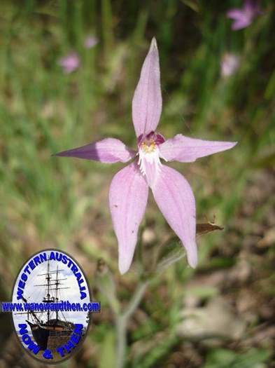 caladenia-latifolia-Pink-fairy-orchid-003-004.JPG