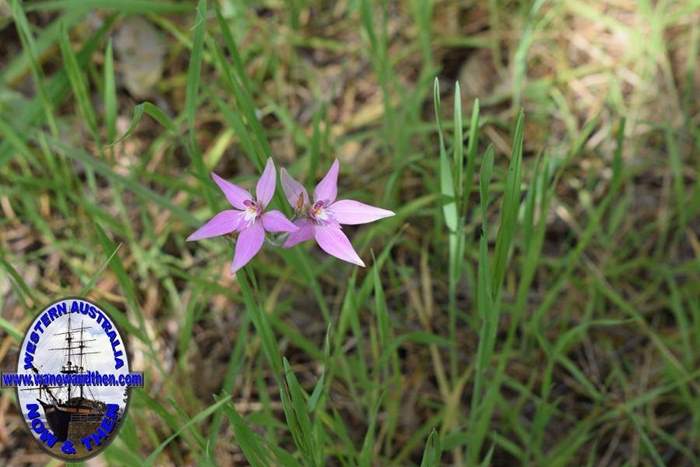 caladenia-latifolia-Pink-fairy-orchid-003-005.JPG