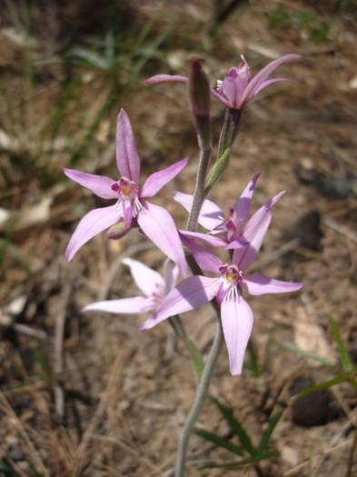 caladenia-latifolia-Pink-fairy-orchid-101.JPG