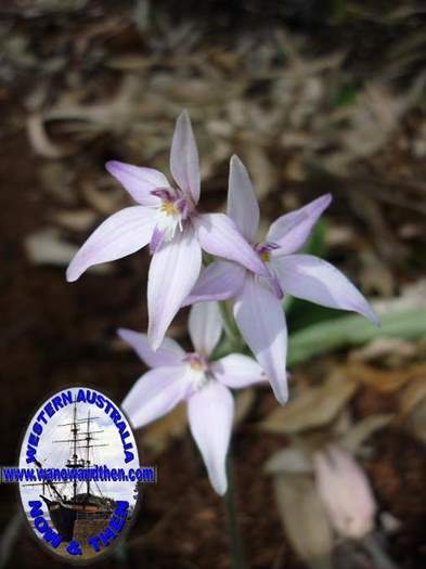 caladenia-reptans-Pale-pink-fairy-orchid-003-003.JPG