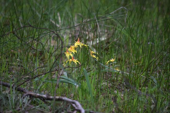 caladeria-flava-cowslip-orchid-102.JPG