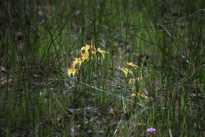 caladeria-flava-cowslip-orchid-103.JPG