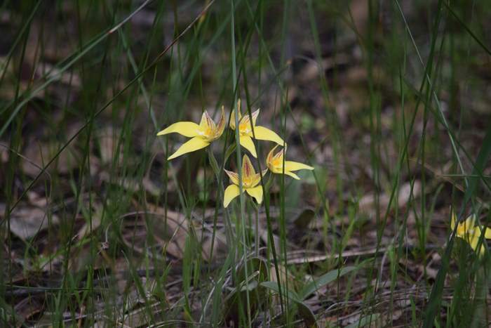 caladeria-flava-cowslip-orchid-104.JPG