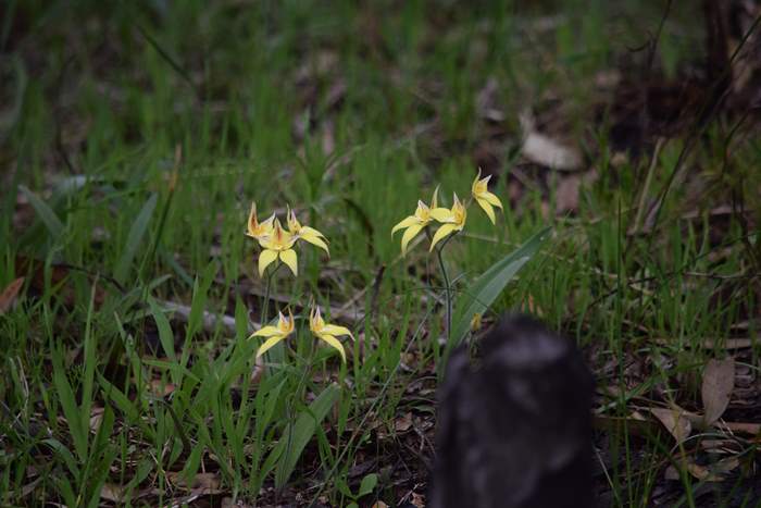 caladeria-flava-cowslip-orchid-105.JPG