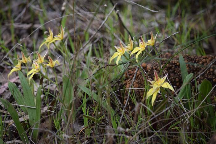 caladeria-flava-cowslip-orchid-108.JPG