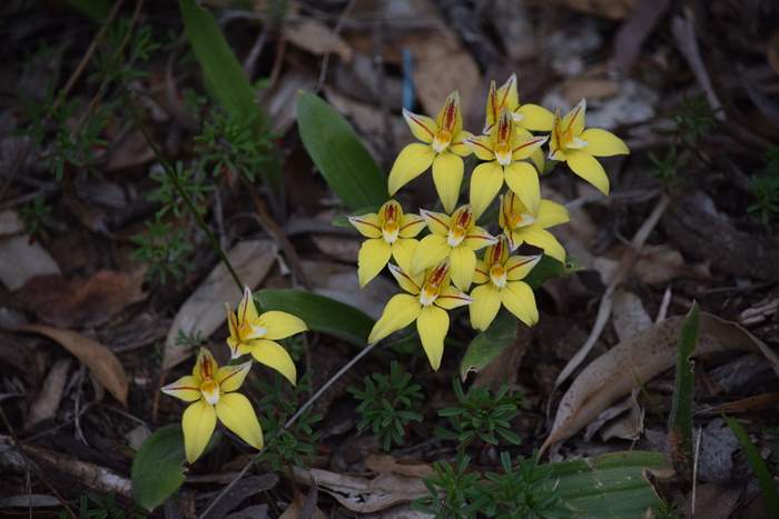 caladeria-flava-cowslip-orchid-110.JPG