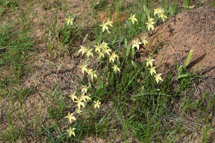 caladeria-flava-cowslip-orchid-117.JPG