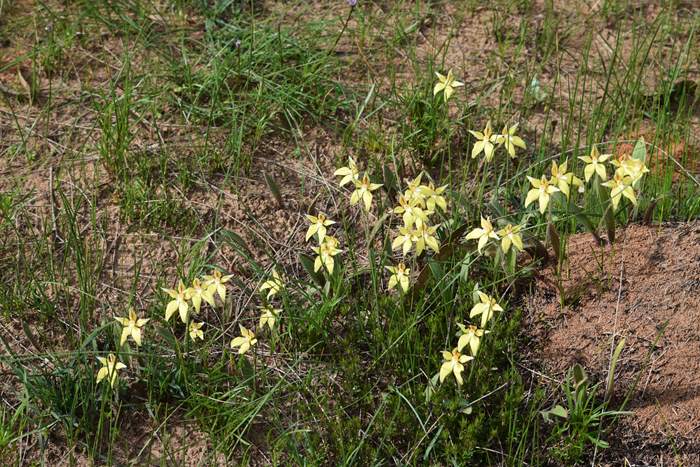 caladeria-flava-cowslip-orchid-119.JPG