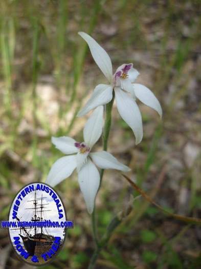 caladeria-marginata-white-fairy-orchid-002-001.JPG