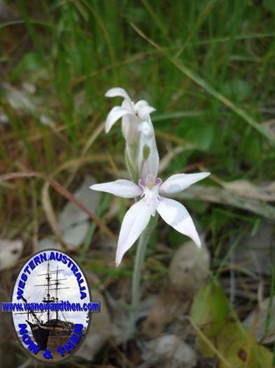 caladeria-marginata-white-fairy-orchid-002-002.JPG