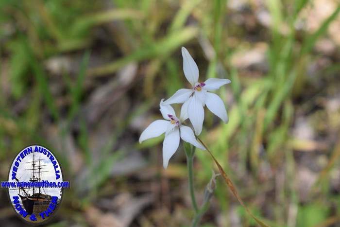 caladeria-marginata-white-fairy-orchid-003-001.JPG