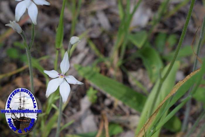 caladeria-marginata-white-fairy-orchid-003-002.JPG