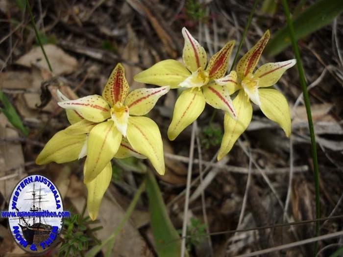 caladeria_flava_cowslip_orchid_001.JPG