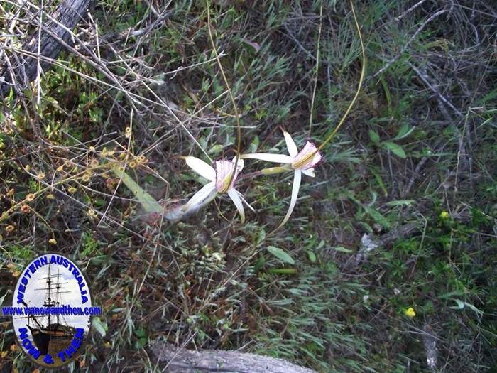 caladernia_splendens_splendid_white_spider_orchid.JPG