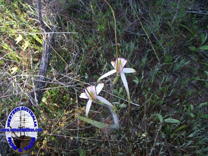 caladernia_splendens_splendid_white_spider_orchid_3.JPG