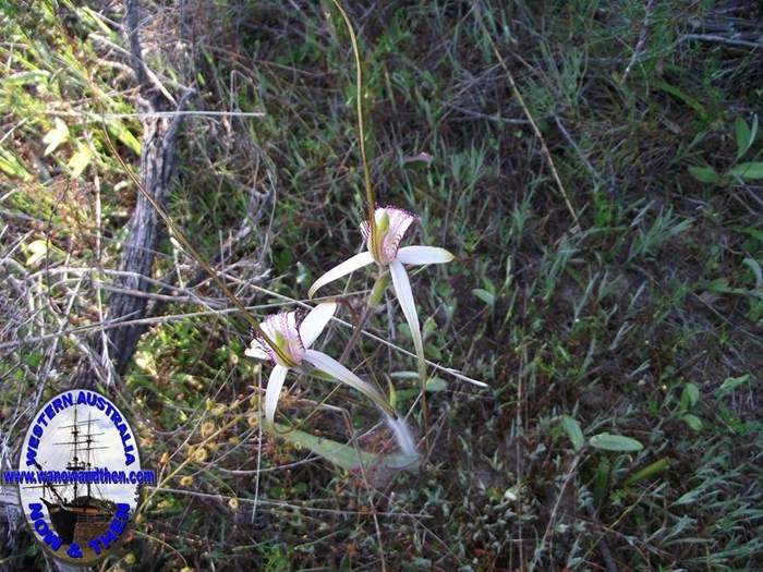 caladernia_splendens_splendid_white_spider_orchid_4.JPG