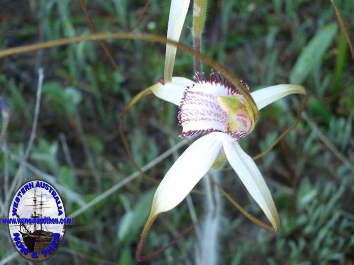 caladernia_splendens_splendid_white_spider_orchid_6.JPG