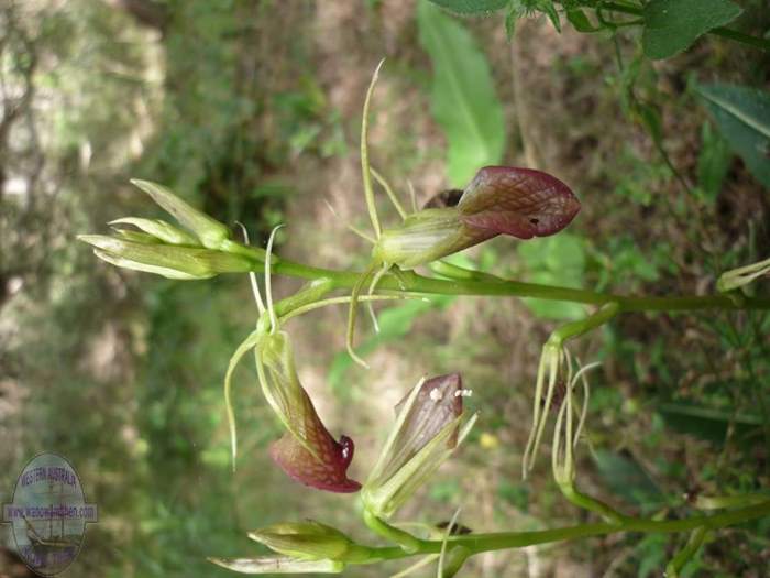 cryptostylis-ovata-slipper-orchid-001.JPG