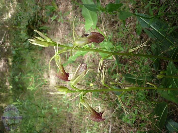 cryptostylis-ovata-slipper-orchid-002.JPG