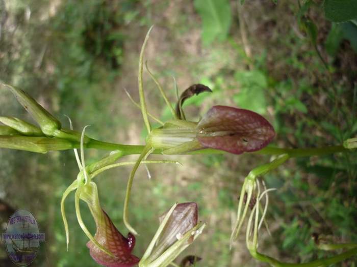 cryptostylis-ovata-slipper-orchid-003.JPG